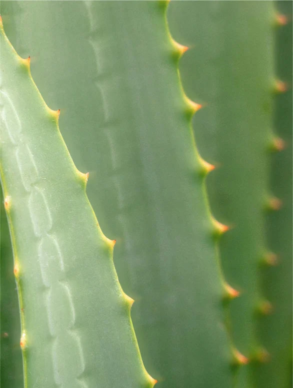 Soothing After-Sun Lotion